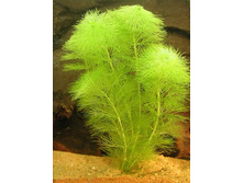 ������� ��� ���������.jpg