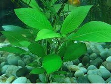 �������� (�����)