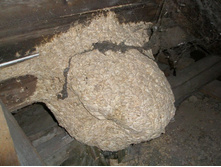 �� �������