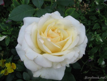 ����� �����-��������� 145�.jpg