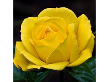 ����� ���� ���������� 154�.jpg