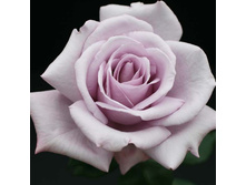 ��� ��� �����-��������� 145�.jpg