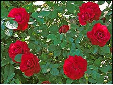 ���� ������������ �������� 145�.jpg