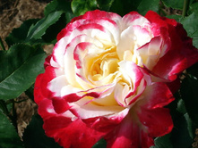 ���� ������ �����-��������� 145�.jpg