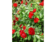 ��� ���� ��������� 145�.jpg