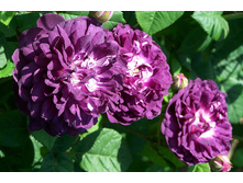 �������� ������� ��������� 145�.jpg