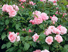 ���� �������� �����-��������� 145�.jpg