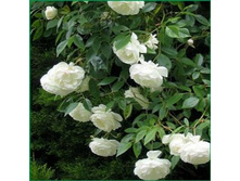 �������� ������� ��������� 145�.jpg