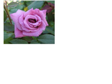 �������� ����������� ��������� 145�.JPG