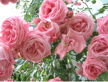 ����� ���� ��������� 145�.jpg