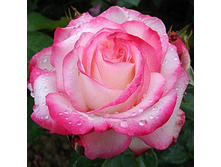 ���������� ���������� 145�.jpg