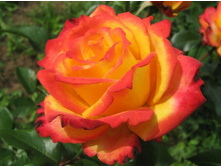 ���� ������ ���������� 145�.jpg