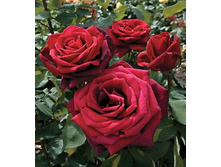 ������ �������� �����-��������� 145�.jpg