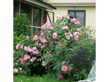 ������ ���� �������� 145�.jpg