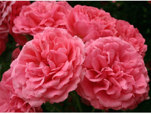 �������� ������� �������� 145�.jpg