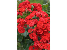 ������� ��������� �������� 145�.jpg