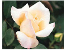 ���� ����� ��������� 145�.JPG