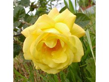 ��������� �������� 154�.jpg