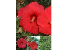 9973487.Hibiscus_Fireball.jpg