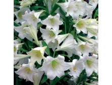 10036341.white_heaven.jpg