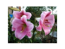 10043965.Lilij_Pink_Heven.jpg