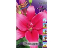 10043971.Lilij_Fanzio.jpg