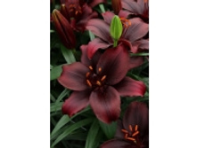 10044159.Lilium_Mapira.jpg