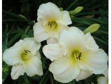 ������ ����