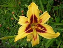 ������� (�����. �����.)