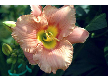 ������� �����(���)