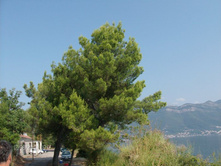 ����� 5.jpg