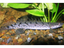 ���������� ��������