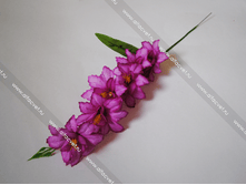 KOL_Gladiol_VET-6-50-8-L