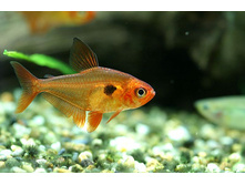 ������� ������� (������ �������) - Megalamphodus swegtesi Gery