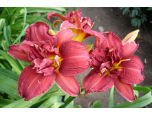 ���� ����������(���)