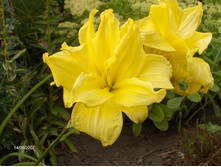 ���� ����� ���(300)