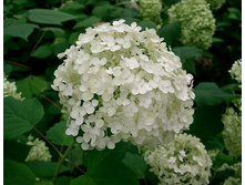 ������ �������� * ����.