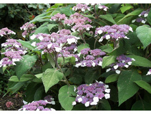 ����������� ���.*