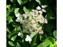 ��������� ��������+