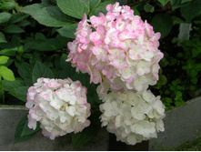 ������ ����� �� ���*