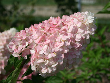 ������� �����*