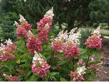 ����� ������� ���.No2*