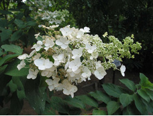 ���� �� ���No1*