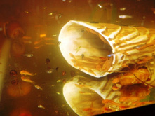 �������� � ��������