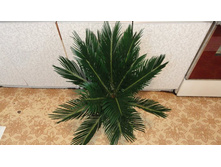 �����- ��  1000  ���.