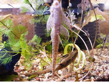 ����� �� ������