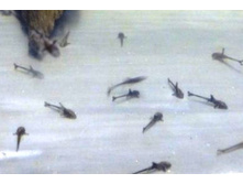 ������� ����������������