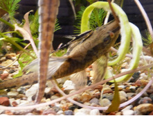 ��������� ����� �����