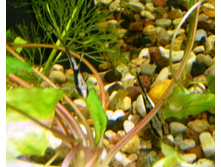 ���� ����� ���...