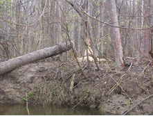 ����� �����